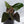 Anthurium Dark and Handsome '9' x Dark and Handsome '9' by DocBlock® *Wide Sinus* (wk32-L)