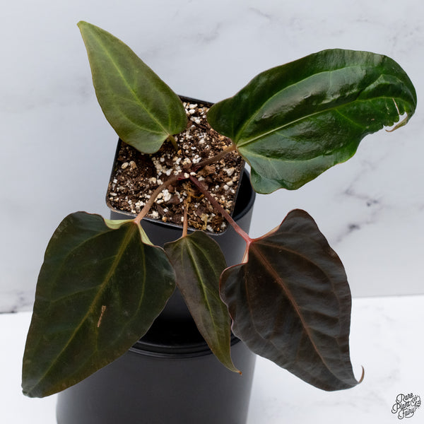 Anthurium Dark and Handsome '9' x Dark and Handsome '9' by DocBlock® *Wide Sinus* (wk32-L)