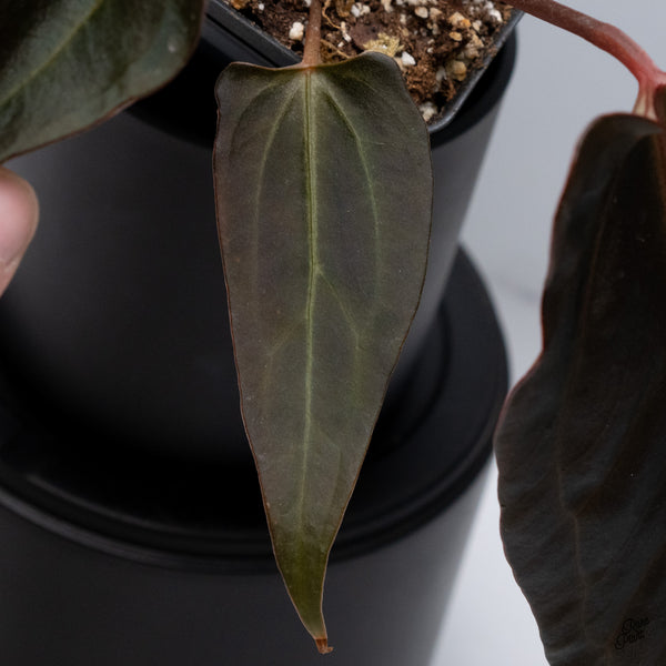 Anthurium Dark and Handsome '9' x Dark and Handsome '9' by DocBlock® *Wide Sinus* (wk32-L)