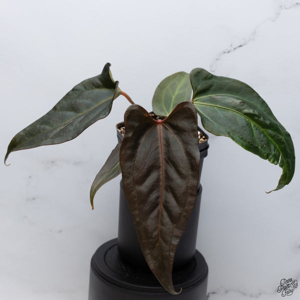 Anthurium Dark and Handsome '9' x Dark and Handsome '9' by DocBlock® *Wide Sinus* (wk32-L)