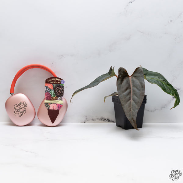 Anthurium Dark and Handsome '9' x Dark and Handsome '9' by DocBlock® *Wide Sinus* (wk32-L)