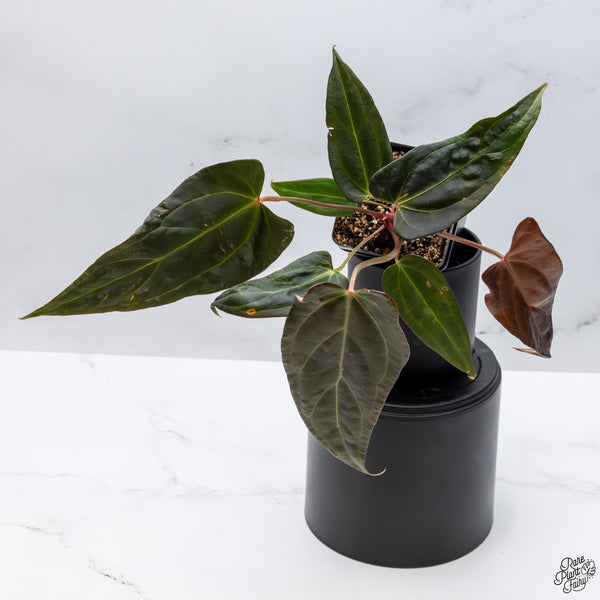Anthurium Dark and Handsome '9' x Dark and Handsome '9' by DocBlock® *Wide Sinus* (wk32-M)