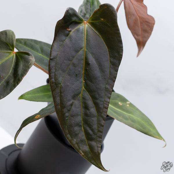 Anthurium Dark and Handsome '9' x Dark and Handsome '9' by DocBlock® *Wide Sinus* (wk32-M)