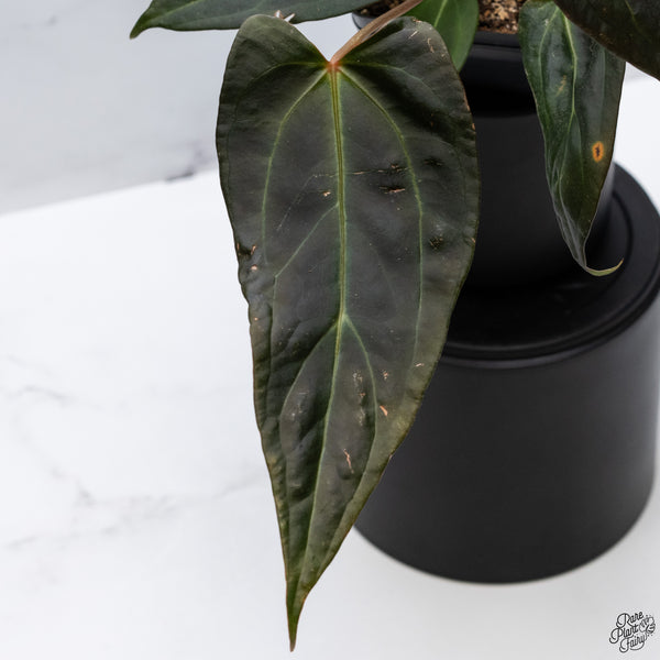 Anthurium Dark and Handsome '9' x Dark and Handsome '9' by DocBlock® *Wide Sinus* (wk32-M)