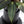 Anthurium Dark and Handsome '9' x Dark and Handsome '9' by DocBlock® *Wide Sinus* (wk32-M)