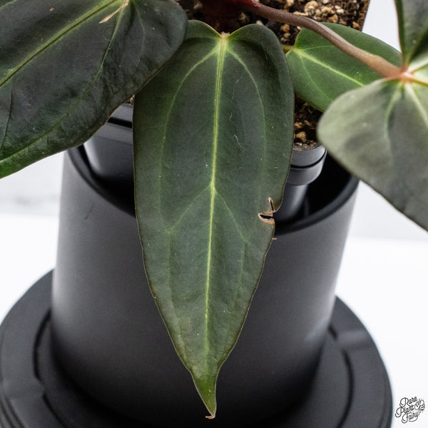 Anthurium Dark and Handsome '9' x Dark and Handsome '9' by DocBlock® *Wide Sinus* (wk32-M)