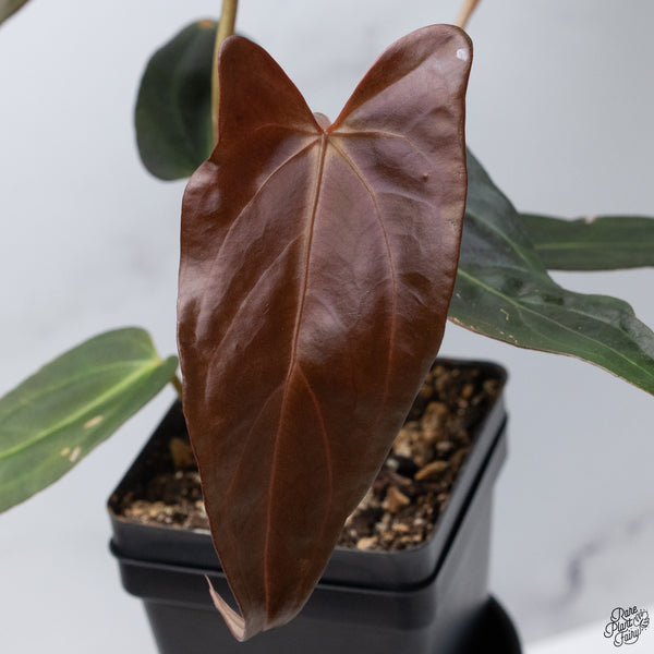 Anthurium Dark and Handsome '9' x Dark and Handsome '9' by DocBlock® *Wide Sinus* (wk32-M)