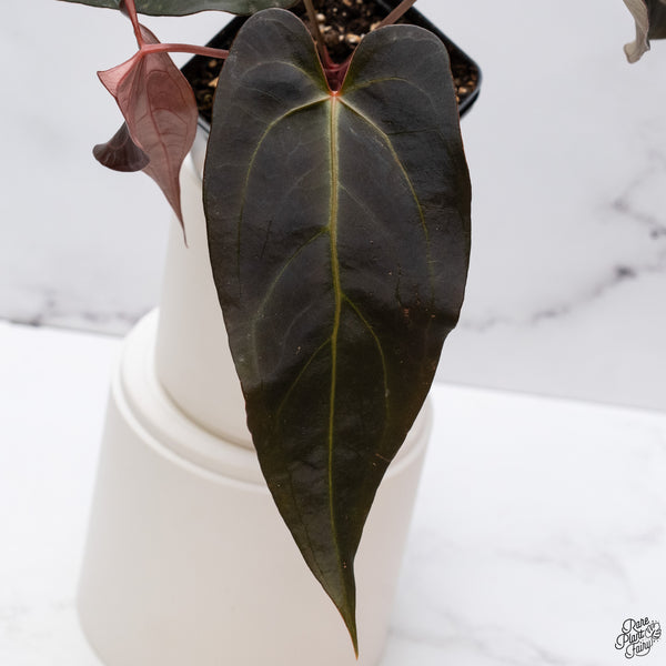 Anthurium Dark and Handsome '9' x Red Velvet Cake '24' by DocBlock® *Wide Sinus* (wk33-X)