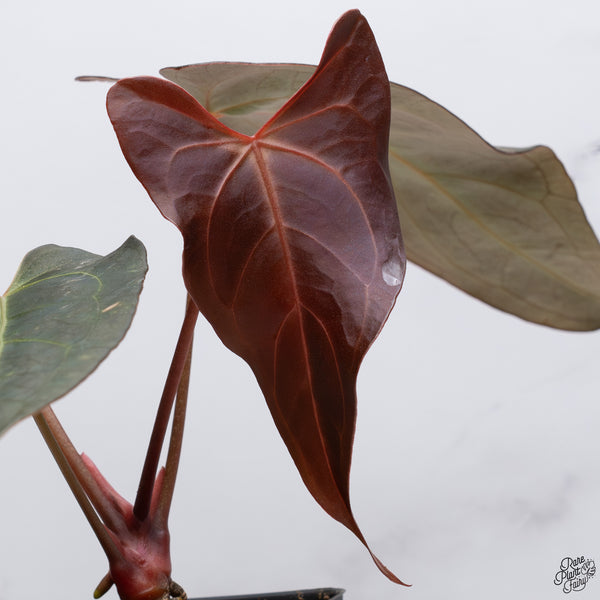 Anthurium Dark and Handsome '9' x Red Velvet Cake '24' by DocBlock® *Wide Sinus* (wk33-X)