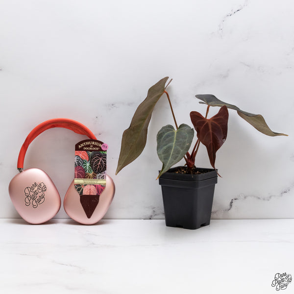 Anthurium Dark and Handsome '9' x Red Velvet Cake '24' by DocBlock® *Wide Sinus* (wk33-X)