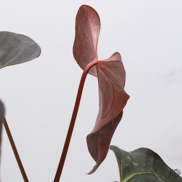 Anthurium Dark and Handsome '9' x Red Velvet Cake '24' by DocBlock® *Wide Sinus* (wk33-X)