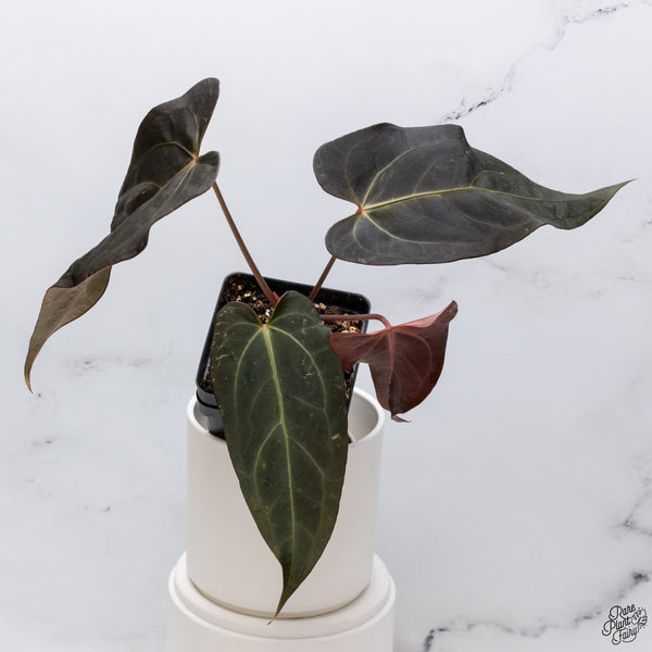 Anthurium Dark and Handsome '9' x Red Velvet Cake '24' by DocBlock® *Wide Sinus* (wk33-X)