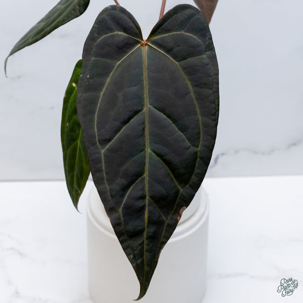 Anthurium Dark and Handsome '9' x Dark and Handsome '9' by DocBlock® (wk34-D) *Dark and Vibrant Emergent*