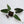 Anthurium Dark and Handsome '9' x Dark and Handsome '9' by DocBlock® (wk34-J) *Dark and Narrow*