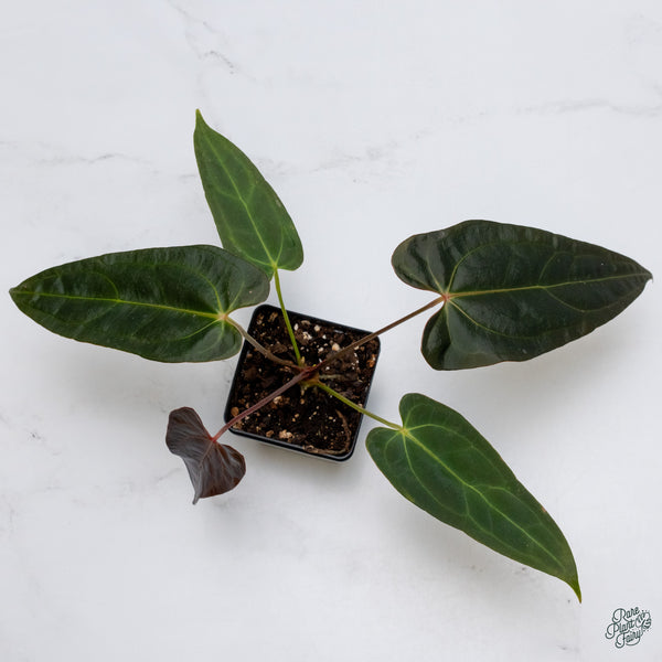 Anthurium Dark and Handsome '9' x Dark and Handsome '9' by DocBlock® (wk34-J) *Dark and Narrow*