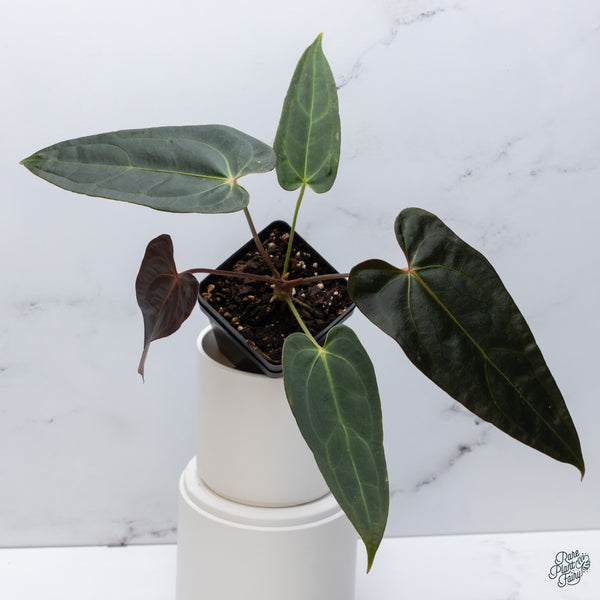 Anthurium Dark and Handsome '9' x Dark and Handsome '9' by DocBlock® (wk34-J) *Dark and Narrow*