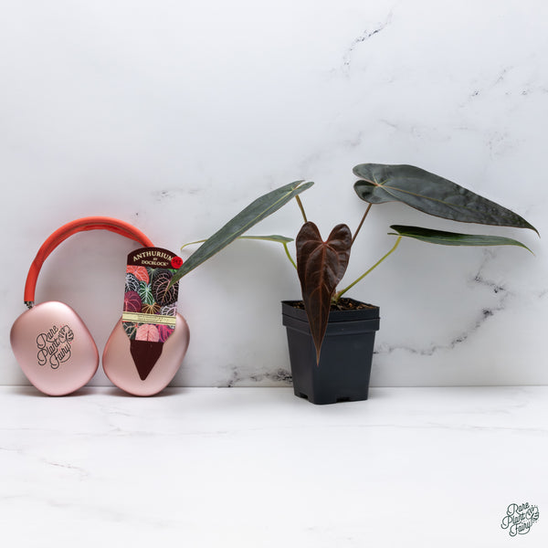 Anthurium Dark and Handsome '9' x Dark and Handsome '9' by DocBlock® (wk34-J) *Dark and Narrow*