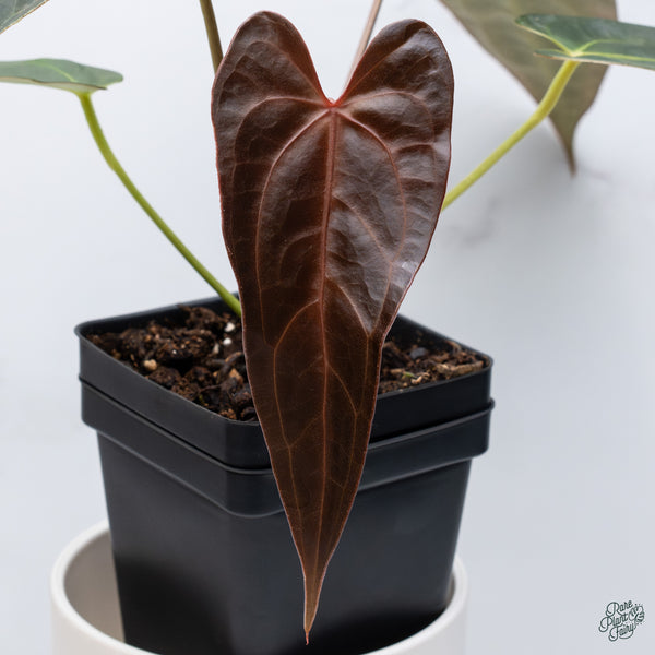 Anthurium Dark and Handsome '9' x Dark and Handsome '9' by DocBlock® (wk34-J) *Dark and Narrow*