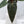 Anthurium Dark and Handsome '9' x Dark and Handsome '9' by DocBlock® (wk34-J) *Dark and Narrow*