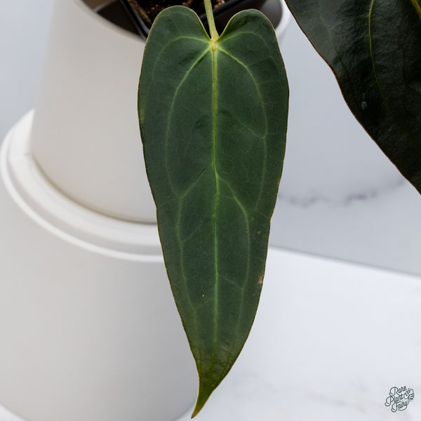 Anthurium Dark and Handsome '9' x Dark and Handsome '9' by DocBlock® (wk34-J) *Dark and Narrow*