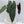 Anthurium Dark and Handsome '9' x Dark and Handsome '9' by DocBlock® (wk34-J) *Dark and Narrow*