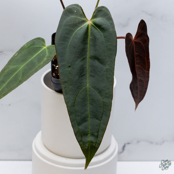 Anthurium Dark and Handsome '9' x Dark and Handsome '9' by DocBlock® (wk34-J) *Dark and Narrow*