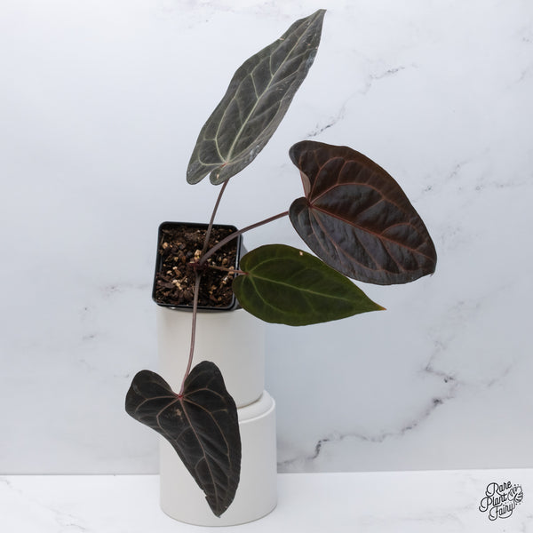 Anthurium Dark and Handsome '9' x Dark and Handsome '9' by DocBlock® (wk35-C) *Very Dark*