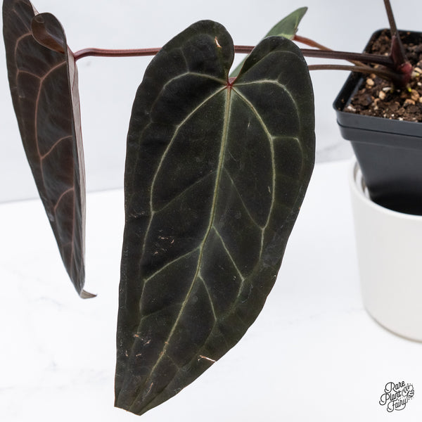 Anthurium Dark and Handsome '9' x Dark and Handsome '9' by DocBlock® (wk35-C) *Very Dark*