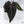 Anthurium Dark and Handsome '9' x Dark and Handsome '9' by DocBlock® (wk35-C) *Very Dark*
