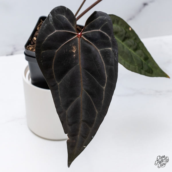 Anthurium Dark and Handsome '9' x Dark and Handsome '9' by DocBlock® (wk35-C) *Very Dark*