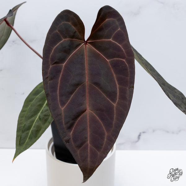 Anthurium Dark and Handsome '9' x Dark and Handsome '9' by DocBlock® (wk35-C) *Very Dark*