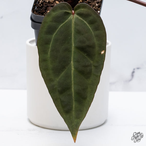 Anthurium Dark and Handsome '9' x Dark and Handsome '9' by DocBlock® (wk35-C) *Very Dark*