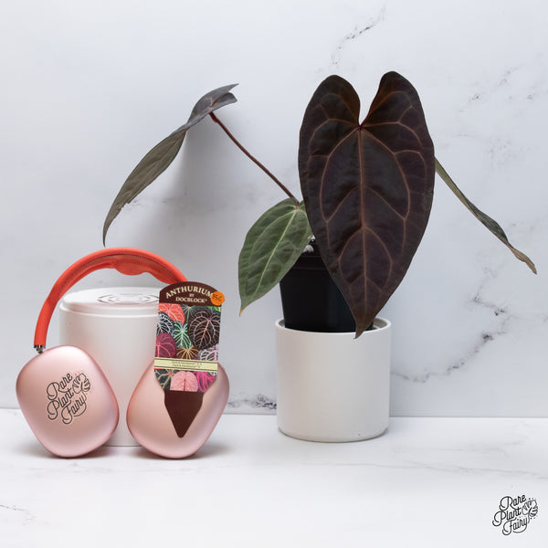 Anthurium Dark and Handsome '9' x Dark and Handsome '9' by DocBlock® (wk35-C) *Very Dark*