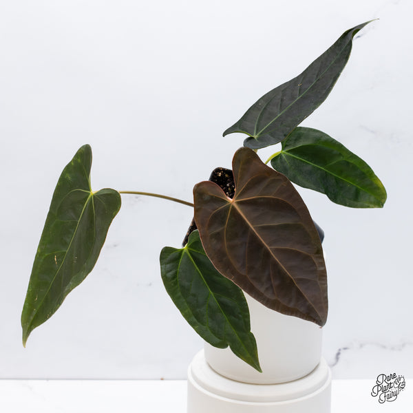 Anthurium Dark and Handsome '9' x Dark and Handsome '9' by DocBlock® (wk35-I) *Very Dark*