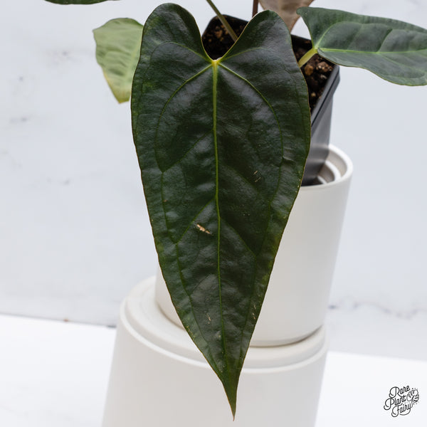 Anthurium Dark and Handsome '9' x Dark and Handsome '9' by DocBlock® (wk35-I) *Very Dark*