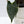 Anthurium Dark and Handsome '9' x Dark and Handsome '9' by DocBlock® (wk35-I) *Very Dark*