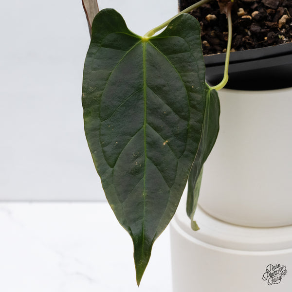 Anthurium Dark and Handsome '9' x Dark and Handsome '9' by DocBlock® (wk35-I) *Very Dark*