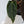 Anthurium Dark and Handsome '9' x Dark and Handsome '9' by DocBlock® (wk35-I) *Very Dark*