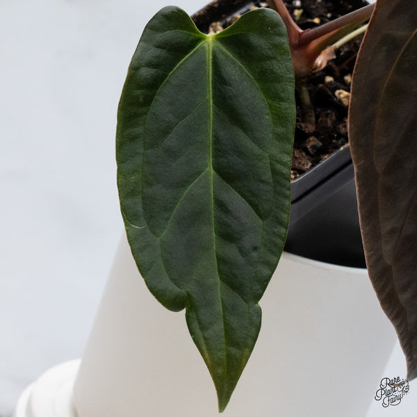Anthurium Dark and Handsome '9' x Dark and Handsome '9' by DocBlock® (wk35-I) *Very Dark*