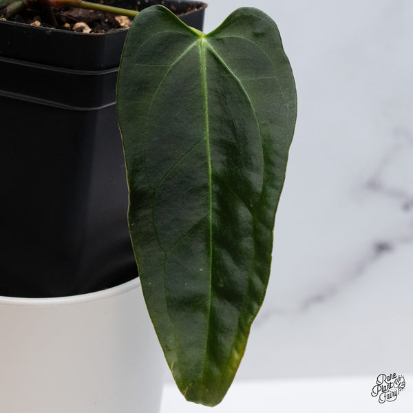 Anthurium Dark and Handsome '9' x Dark and Handsome '9' by DocBlock® (wk35-I) *Very Dark*