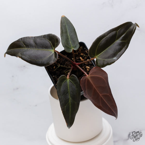 Anthurium Dark and Handsome '9' x Dark and Handsome '9' by DocBlock® (wk35-M) *Dark and Narrow*