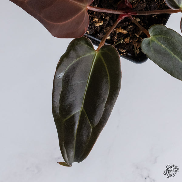 Anthurium Dark and Handsome '9' x Dark and Handsome '9' by DocBlock® (wk35-M) *Dark and Narrow*