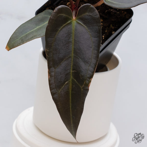 Anthurium Dark and Handsome '9' x Dark and Handsome '9' by DocBlock® (wk35-M) *Dark and Narrow*