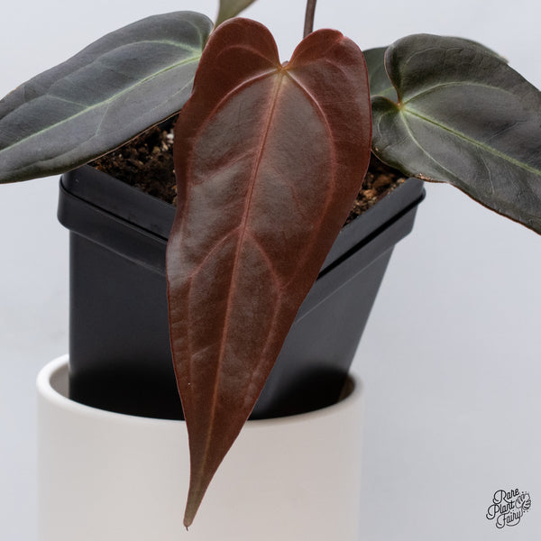 Anthurium Dark and Handsome '9' x Dark and Handsome '9' by DocBlock® (wk35-M) *Dark and Narrow*