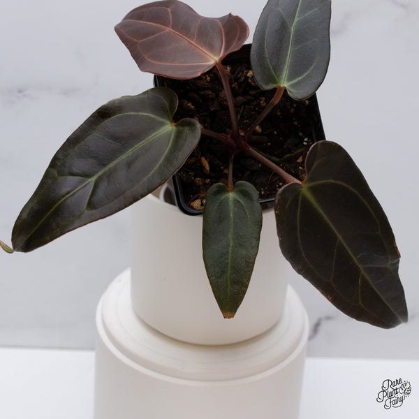 Anthurium Dark and Handsome '9' x Dark and Handsome '9' by DocBlock® (wk35-M) *Dark and Narrow*