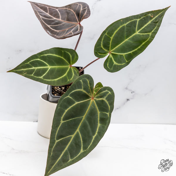 Anthurium Dark and Handsome '9' x Dark and Handsome '9' by DocBlock® (wk45-G)