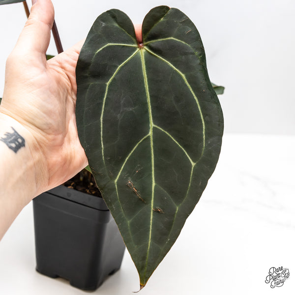 Anthurium Dark and Handsome '9' x Dark and Handsome '9' by DocBlock® (wk46-H)