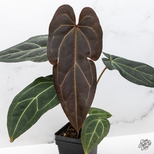 Anthurium Dark and Handsome '9' x Dark and Handsome '9' by DocBlock® (wk46-H)