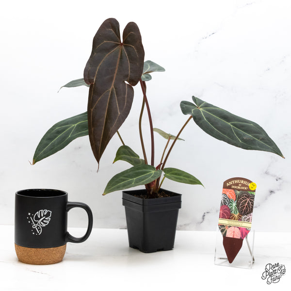 Anthurium Dark and Handsome '9' x Dark and Handsome '9' by DocBlock® (wk46-H)