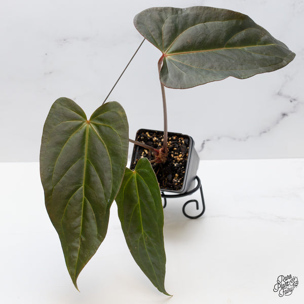 Anthurium Dark and Handsome '9' x Dark and Handsome '9' by DocBlock® (wk47-B)